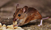 24 Hour & Emergency Exterminators in Carmel, IN